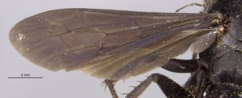 Media type: image;   Entomology 10019 Aspect: Wing front